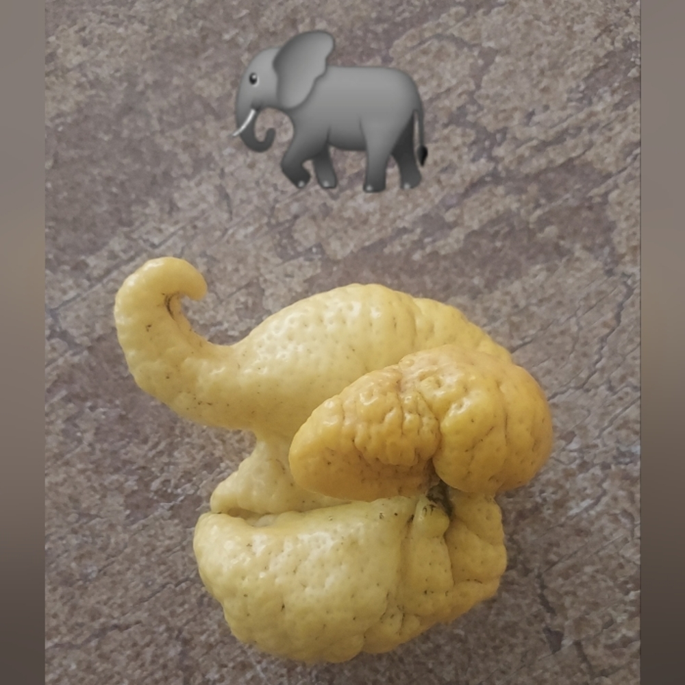 LEMON